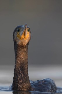 Great Cormorant (Phalacrocorax carbo), North Rhine-Westphalia, Germany
