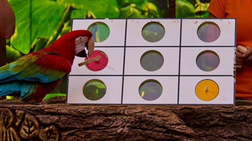 Parrot interacting with a coloured board on a table, Parrot (Psittaciformes), Loro, Parrot show,