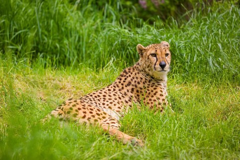 A cheetah (Acinonyx jubatus) lies in the tall green grass