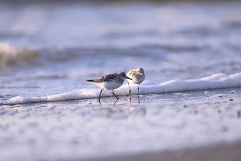 Sanderling (Calidris alba) on the beach with waves, Texel, North Holland, Netherlands
