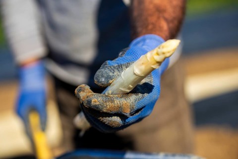 Asparagus harvest in the Palatinate
