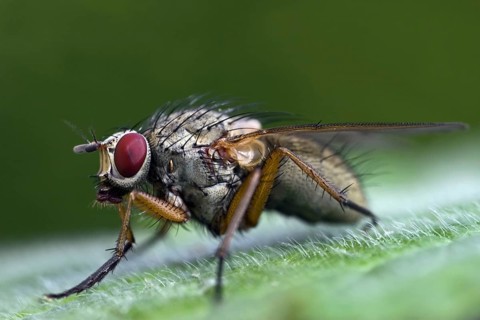Flesh fly (Sarcophagidae) portrait