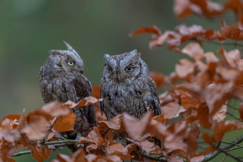 Two Eurasian scops owls (Otus scops)sitting on a twig of a beech tree, embedded in brown leafs