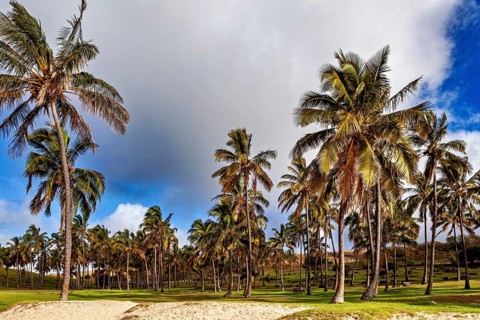 Tropical landscape with palm trees and blue sky crossed by clouds, The South Pacific palm trees on
