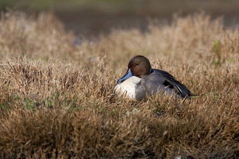 Northern Pintail (Anas acuta) male, British Columbia, Canada