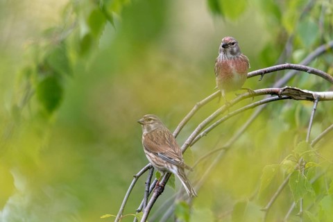 Acanthis cannabina, bloodtail, linaria cannabina, linnet, birds, female, hanfling, male, passeri,