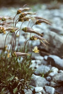 Dryas octopetala, rosaceae, rose family, silverroot, flora, high size, portrait, mountain avens,