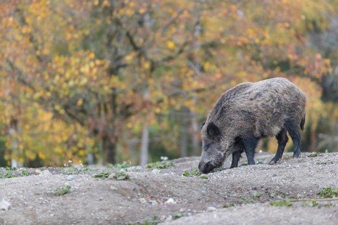 One wild boar or wild pig (Sus scrofa), walking over an opening in early morning light, searching