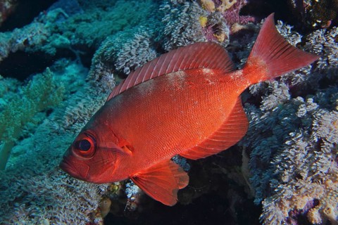 Reef bigeye perch (Priacanthus hamrur)
