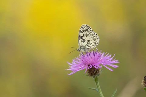 Marbled white butterfly (Melanargia galathea) adult insect feeding on Knapweed flowers in summer,
