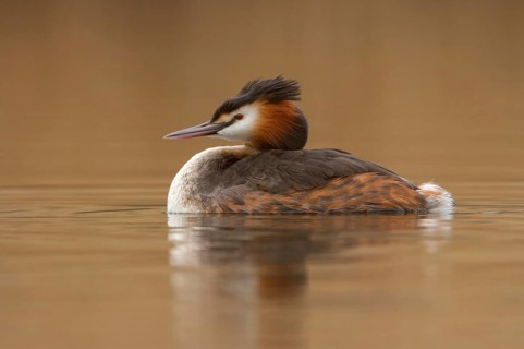 Great Crested Grebe (Podiceps cristatus), Utrecht, Netherlands