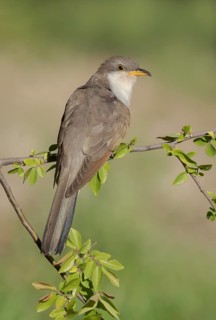 Yellow-billed Cuckoo (Coccyzus americanus) perched on a branch, Texas, USA