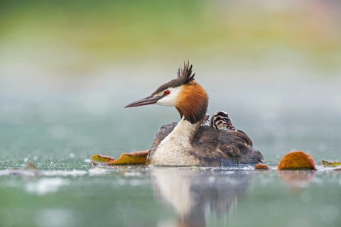 Great Crested Grebe (Podiceps cristatus) with chicks, Piedmont, Italy