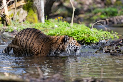 One young female Siberian Tiger, Panthera tigris altaica, walking thru a creek in a forest. Early