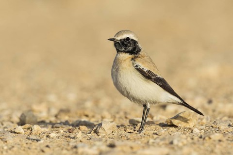 Desert Wheatear (Oenanthe deserti homochroa) male, Eilat, Israel