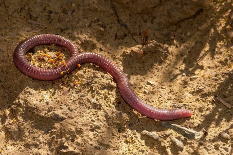 Blanus cinereus, Moorish web digs, Mediterranean worm lizard, web burrow, ringworm, lizards,