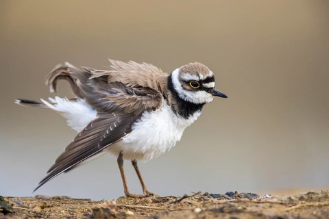 Little Ringed Plover (Charadrius dubius), North Rhine-Westphalia, Germany