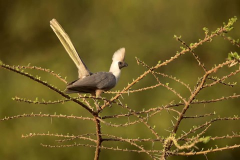 Bare-faced Go-away-bird (Corythaixoides personatus), Lake Langano, Ethiopia