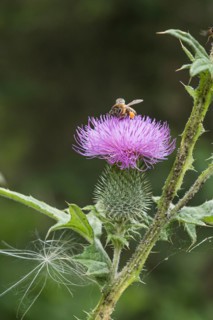 Bees on a flower, common thistle (Cirsium vulgare), treetop walk, Germany