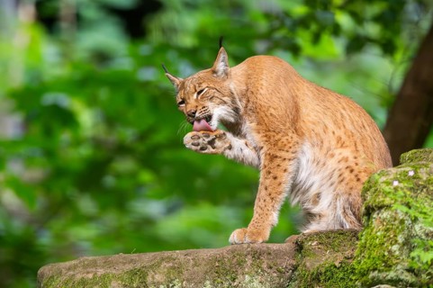 Eurasian lynx (Lynx lynx) sitting in a forest, Bavaria, Germany