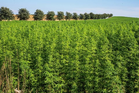 Field of legally grown hemp (Cannabis Sativa) in Ystad, Skåne County, Sweden, Scandinavia
