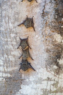 Long-nosed proboscis bat (Rhynchonycteris naso) Pantanal Brazil