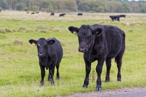 Black domestic cattle, (Bos primigenius taurus), animals, mammals, cow with calf, cattle, cattle,