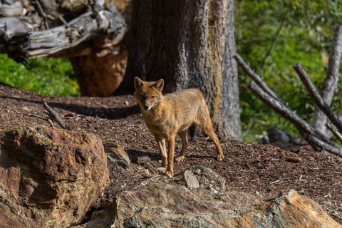 One golden jackal (Canis aureus)standing on forest floor in front of fallen trees on a sunny day