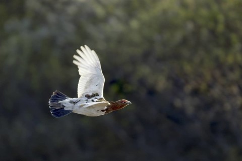 Willow Ptarmigan (Lagopus lagopus) male flying, Alaska, USA