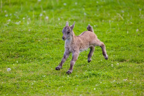 One baby ibex (Capra ibex) runs over a green meadow