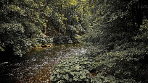 A shallow river with surrounding dense vegetation in a shady forest, quiet, melancholy atmosphere,