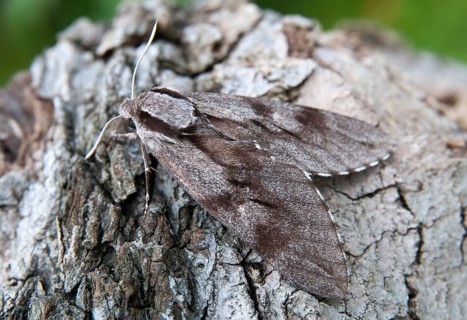 Hyloicus pinastri, pine swarmer, pine hawk moth, sphinx pinastri, pine arrow, butterfly,