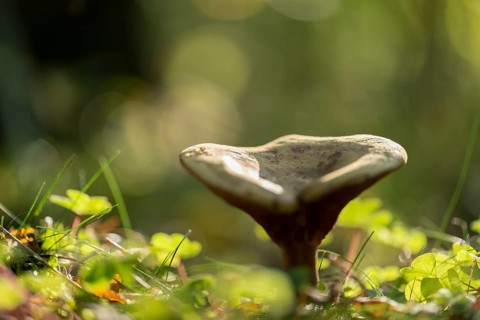 Brown Roll-rim (Paxillus involutus), fruiting body, lamellar mushroom, low depth of field, Lower