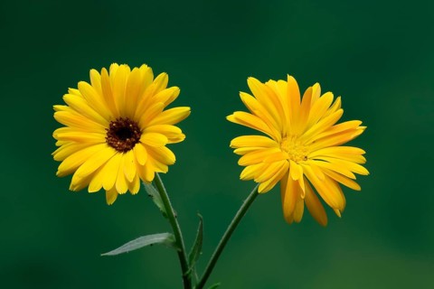 Marigold (Calendula officinalis), flower, flowering, medicinal plant, Ellerstadt, Germany