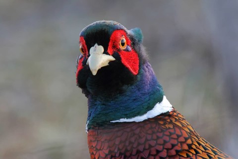 Common Pheasant (Phasianus colchicus) male, Texel, Netherlands