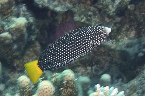 Yellow-tailed Junker (Anampses meleagrides)
