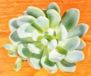 Beautiful little plant, succulent in a small flower pot. on the wooden background