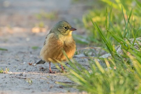 Ortolan Bunting (Emberiza hortulana) male, Thuringia, Germany