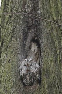 Tawny Owl (Strix aluco), Saxony, Germany