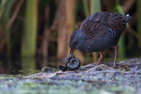 Water Rail (Rallus aquaticus) foraging, Saxony, Germany