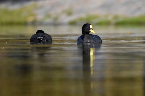 Yellow-billed coot (Fulica armillata) on a lake in Buenos Aires, Argentina