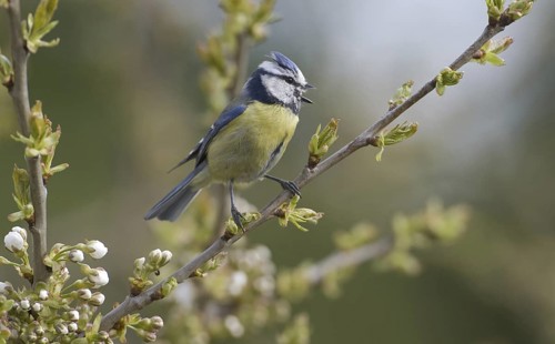 Eurasian Blue Tit (Cyanistes caeruleus) singing, Saxony, Germany