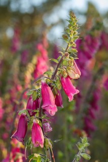Foxglove (Digitalis purpurea), flowers on forest, Galicia, Spain