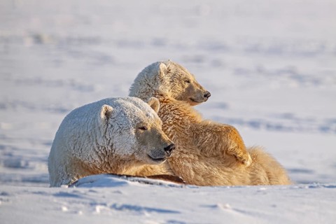 Polar bears (Ursus maritimus), polar bear mother and young in the snow, Kaktovik, Arctic National