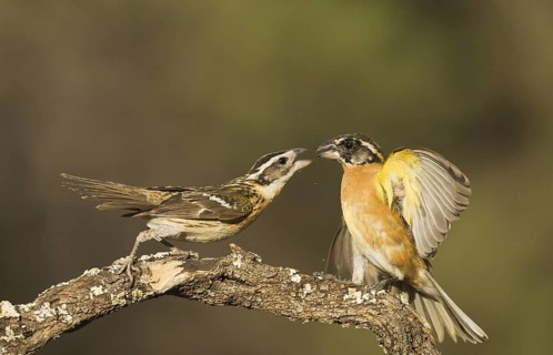 Black-headed Grosbeak (Pheucticus melanocephalus) pair, Arizona, USA