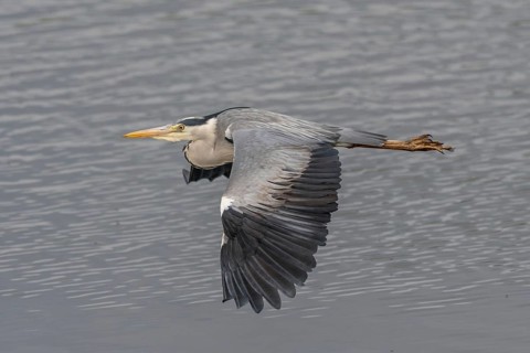 Grey heron (Ardea cinerea) in flight. Lower Rhine, Alsace, France