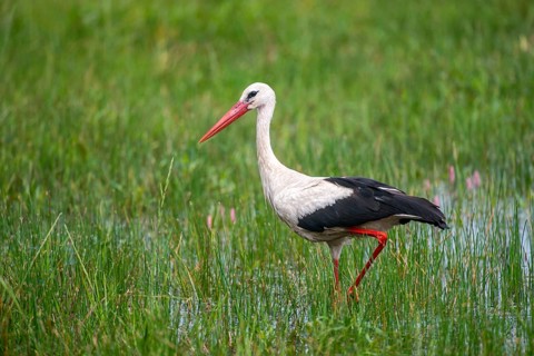 Ciconia ciconia, white stork, birds, ciconiiformes, walking birds, stork, stork, stork, storks,