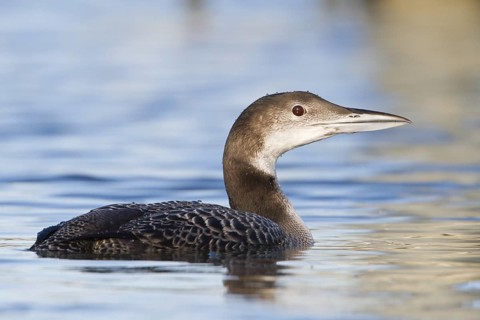 Great Northern Loon (Gavia immer), Austria