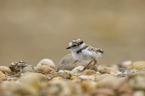 Little Ringed Plover (Charadrius dubius) chick, North Rhine-Westphalia, Germany