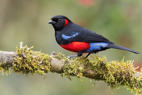 Scarlet-bellied Mountain-Tanager (Anisognathus igniventris) perched on a branch in Colombia, South